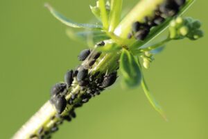 levéltetvek, levéltetű elleni védekezés